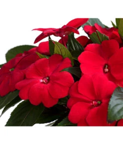 Beet- & Balkonpflanzen-Set Schattenbeet, 6-teilig -Elho Verkäufe 8814634 WE DE 003 EdellieschenImpatiensNeuguineaT12DehnerExpressHerzig