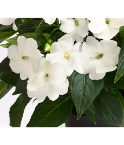 Beet- & Balkonpflanzen-Set Schattenbeet, 6-teilig -Elho Verkäufe 8814634 WE DE 004 EdellieschenImpatiensNeuguineaT12DehnerExpressHerzig