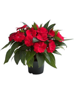 Beet- & Balkonpflanzen-Set Schattenbeet, 6-teilig -Elho Verkäufe 8814634 WE FS 003 EdellieschenImpatiensNeuguineaT12DehnerExpressHerzig