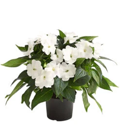 Beet- & Balkonpflanzen-Set Schattenbeet, 6-teilig -Elho Verkäufe 8814634 WE FS 004 EdellieschenImpatiensNeuguineaT12DehnerExpressHerzig