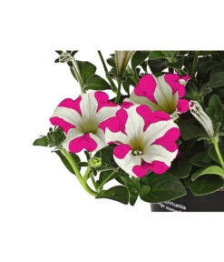 Hängepetunie 'Pink Heart®' -Elho Verkäufe 8814899 WE DE 001 HaengepetuniePinkHeart