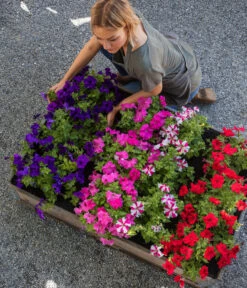 Elho Verkäufe -Elho Verkäufe 8814899 WE MO 001 Petunie