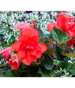 Knollenbegonie, Verschiedene Farben -Elho Verkäufe 8815110 PR MO 001 BegoniaBegonieBGALucknerMai2017