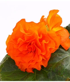 Knollenbegonie, Verschiedene Farben -Elho Verkäufe 8815110 WE DE 001 KnollenbegonieBegoniaTuberhybridaT12OWDehnerExpressHerzig