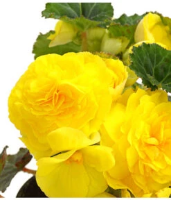 Knollenbegonie, Verschiedene Farben -Elho Verkäufe 8815110 WE DE 002 KnollenbegonieBegoniaTuberhybridaT12OWDehnerExpressHerzig