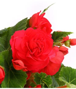 Knollenbegonie, Verschiedene Farben -Elho Verkäufe 8815110 WE DE 003 KnollenbegonieBegoniaTuberhybridaT12OWDehnerExpressHerzig