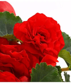 Knollenbegonie, Verschiedene Farben -Elho Verkäufe 8815110 WE DE 004 KnollenbegonieBegoniaTuberhybridaT12OWDehnerExpressHerzig