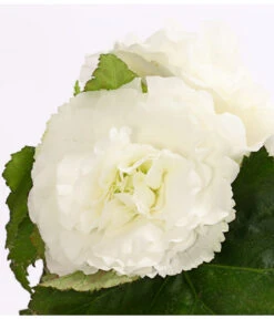 Knollenbegonie, Verschiedene Farben -Elho Verkäufe 8815110 WE DE 005 KnollenbegonieBegoniaTuberhybridaT12OWDehnerExpressHerzig