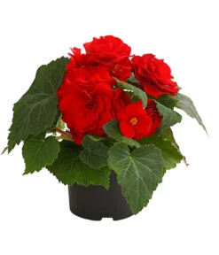 Knollenbegonie, Verschiedene Farben -Elho Verkäufe 8815110 WE FS 004 KnollenbegonieBegoniaTuberhybridaT12OWDehnerExpressHerzig