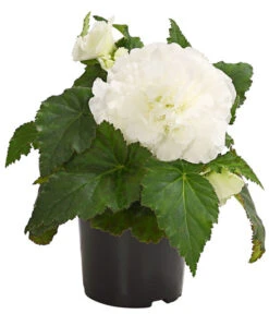 Knollenbegonie, Verschiedene Farben -Elho Verkäufe 8815110 WE FS 005 KnollenbegonieBegoniaTuberhybridaT12OWDehnerExpressHerzig