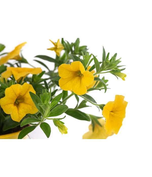 Minihängepetunie, Gelb 4 Minihängepetunie, Gelb – Bild 2