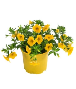 Minihängepetunie, Gelb