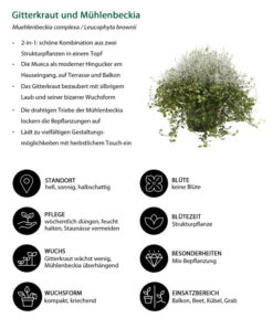 Mueca - Gitterkraut Und Mühlenbeckia -Elho Verkäufe 8815763 WE IG 001 MuecaT13MuehlenbeckiaCalocephalus