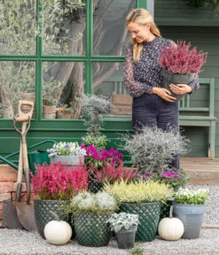 Mueca - Gitterkraut Und Mühlenbeckia -Elho Verkäufe 8815763 WE MO 001 MuecaGitterkrautMuehlenbeckia