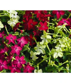 Ziertabak, Verschiedene Farben 17 Ziertabak, Verschiedene Farben -Elho Verkäufe 8815870 BildFS 001 ZiertabakNicotianaSanderae