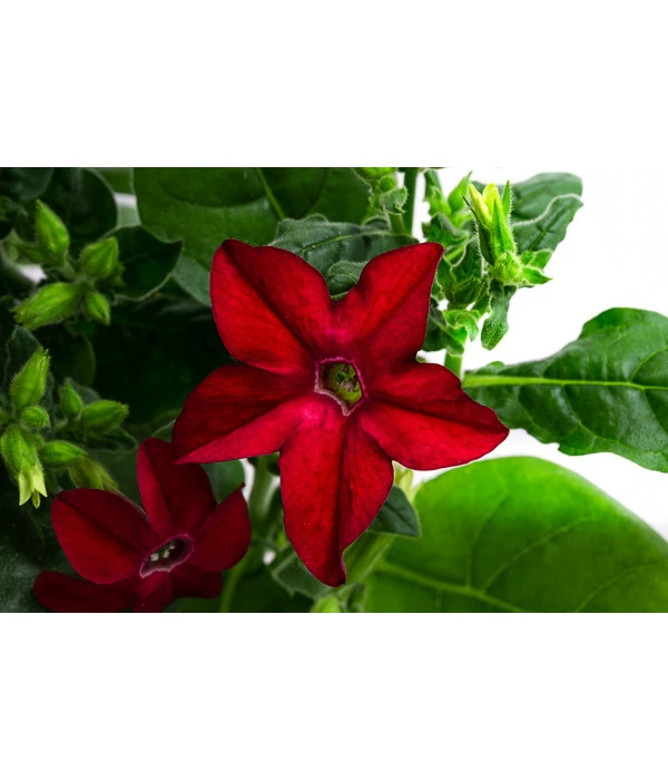 Ziertabak, Verschiedene Farben 7 Ziertabak, Verschiedene Farben – Bild 5