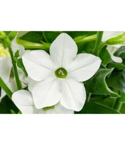 Ziertabak, Verschiedene Farben 16 Ziertabak, Verschiedene Farben -Elho Verkäufe 8815870 WE DE 001 Nicotiana SanderaeT12