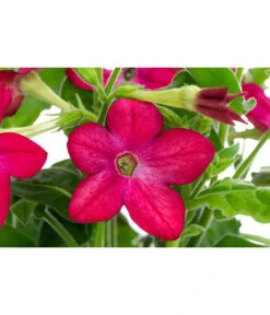 Ziertabak, Verschiedene Farben 15 Ziertabak, Verschiedene Farben -Elho Verkäufe 8815870 WE DE 002 NicotianaSanderaeT12