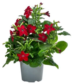 Ziertabak, Verschiedene Farben