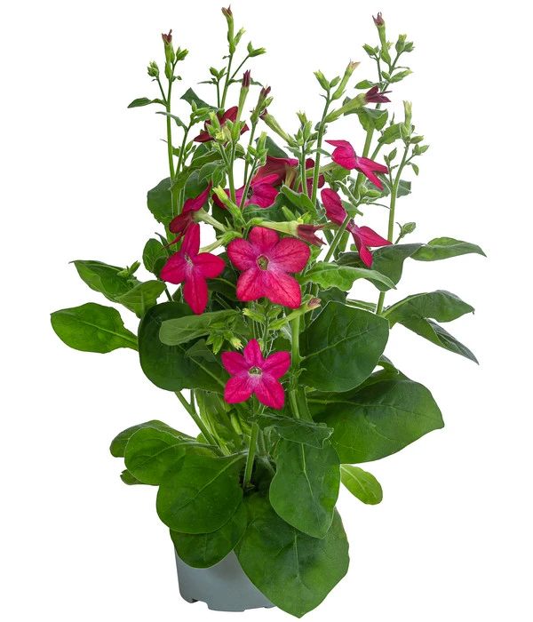 Ziertabak, Verschiedene Farben 4 Ziertabak, Verschiedene Farben – Bild 2