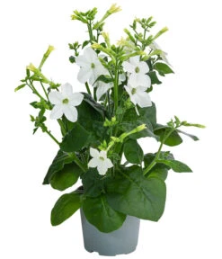 Ziertabak, Verschiedene Farben 12 Ziertabak, Verschiedene Farben -Elho Verkäufe 8815870 WE FS 004 NicotianaSanderaeT12