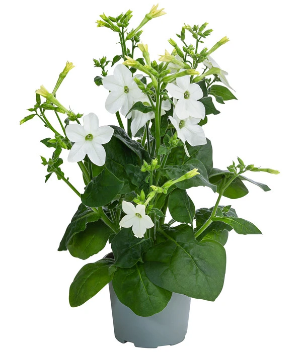 Ziertabak, Verschiedene Farben 5 Ziertabak, Verschiedene Farben – Bild 3