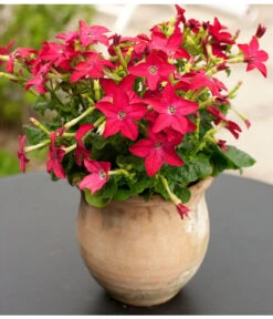 Ziertabak, Verschiedene Farben 13 Ziertabak, Verschiedene Farben -Elho Verkäufe 8815870 WE MO 003 DehnerZiertabakNicotianaAlataFloradania