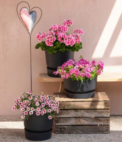 Eisenkraut 'Knutschfleck', Verschiedene Sorten -Elho Verkäufe 8815938 6769020 6714232 8811580 8818445 WE MO 001 MHPRosenaugeKnutschfleck 1