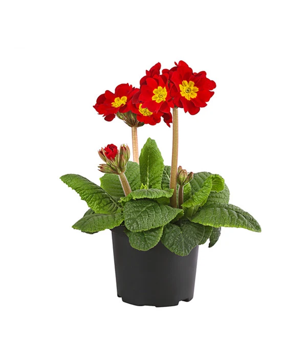 Stängelprimel, Verschiedene Farben 7 Stängelprimel, Verschiedene Farben – Bild 5