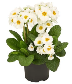 Stängelprimel, Verschiedene Farben