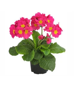 Stängelprimel, Verschiedene Farben 16 Stängelprimel, Verschiedene Farben -Elho Verkäufe 8816498 PR FS 002 StaengelprimelPrimulaElatiorT12DehnerExpressHerzig