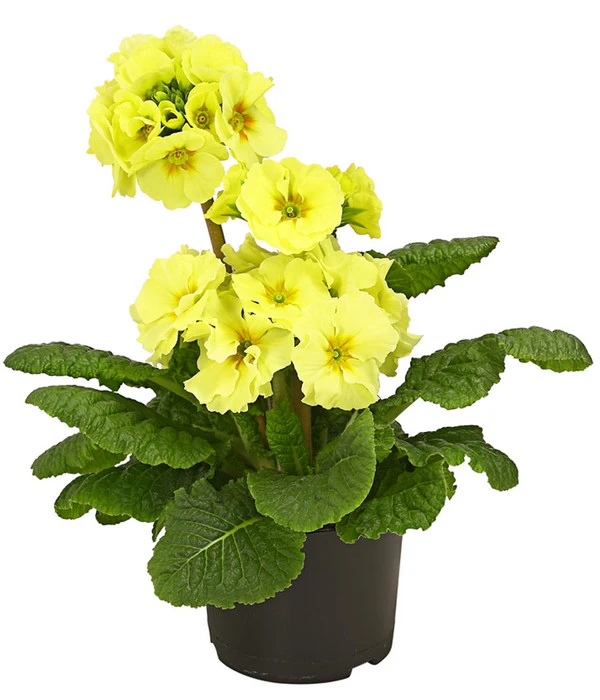 Stängelprimel, Verschiedene Farben 4 Stängelprimel, Verschiedene Farben – Bild 2