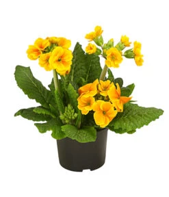 Stängelprimel, Verschiedene Farben 13 Stängelprimel, Verschiedene Farben -Elho Verkäufe 8816498 PR FS 003 StaengelprimelPrimulaElatiorT12DehnerHerzig