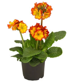 Stängelprimel, Verschiedene Farben 14 Stängelprimel, Verschiedene Farben -Elho Verkäufe 8816498 PR FS 004 StaengelprimelPrimulaElatiorT12DehnerHerzig