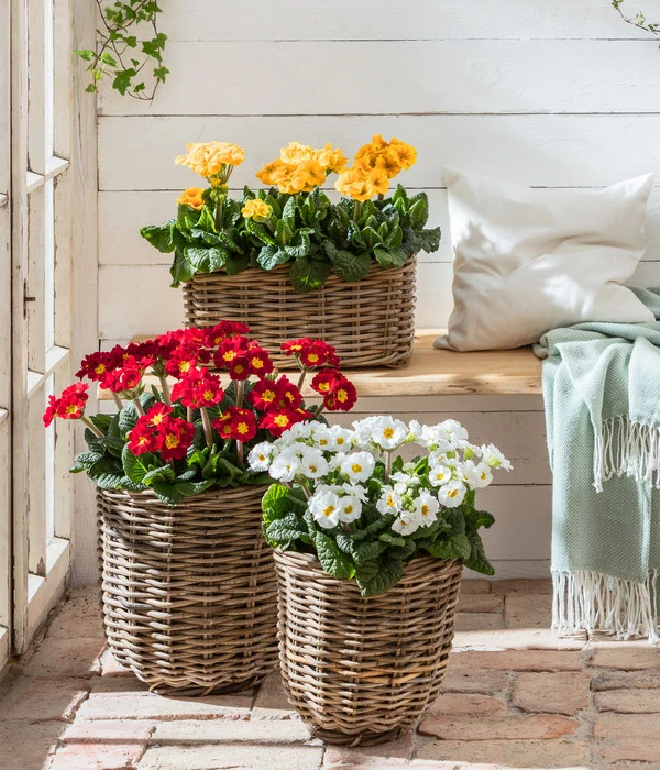 Stängelprimel, Verschiedene Farben 9 Stängelprimel, Verschiedene Farben – Bild 7