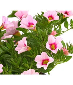 Minihängepetunie 'Rosenauge' -Elho Verkäufe 8816639 WE DE 001 MinihaengepetunieCalibrachoaHybrideMixT12OWDehnerExpressHerzig