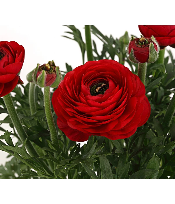 Beet- & Balkonpflanzen-Set Bunter Frühling, 6-teilig 8 Beet- & Balkonpflanzen-Set Bunter Frühling, 6-teilig – Bild 6