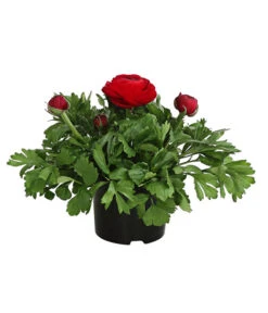 Beet- & Balkonpflanzen-Set Bunter Frühling, 6-teilig 11 Beet- & Balkonpflanzen-Set Bunter Frühling, 6-teilig -Elho Verkäufe 8817355 WE FS 011 RanunkelnT11DehnerExpressHerzig