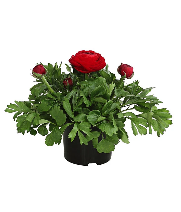 Beet- & Balkonpflanzen-Set Bunter Frühling, 6-teilig 5 Beet- & Balkonpflanzen-Set Bunter Frühling, 6-teilig – Bild 3