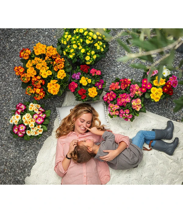 Stängelprimel, Schale 5 Stängelprimel, Schale – Bild 3