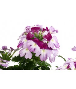 Eisenkraut 'Knutschfleck', Verschiedene Sorten -Elho Verkäufe 8818445 WE DE 001 VerbeneKnutschfleckT12