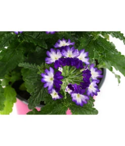 Eisenkraut 'Knutschfleck', Verschiedene Sorten -Elho Verkäufe 8818445 WE DE 002 VerbeneKnutschfleckT12