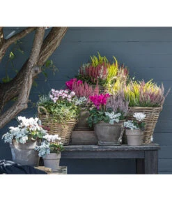 Mueca - Gitterkraut Und Mühlenbeckia -Elho Verkäufe 8819260 WE MO 001 Herbstmix