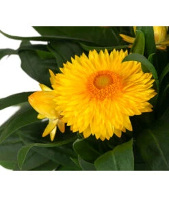 XXL Strohblume -Elho Verkäufe 8819765 WE DE 002 Strohblume