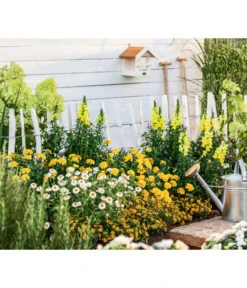 XXL Strohblume -Elho Verkäufe 8819765 WE MO 004 StrohblumeT12