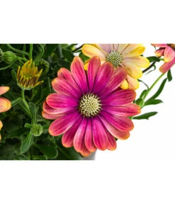 Kapkörbchen Im Pottburri®-Topf, Verschiedene Sorten -Elho Verkäufe 8820763 WE DE 001 KapkoerbchenMixT13