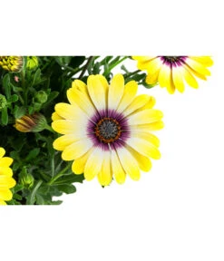 Kapkörbchen Im Pottburri®-Topf, Verschiedene Sorten -Elho Verkäufe 8820763 WE DE 002 KapkoerbchenMixT13