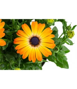 Kapkörbchen Im Pottburri®-Topf, Verschiedene Sorten -Elho Verkäufe 8820763 WE DE 003 KapkoerbchenMixT13