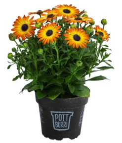 Kapkörbchen Im Pottburri®-Topf, Verschiedene Sorten -Elho Verkäufe 8820763 WE FS 003 KapkoerbchenMixT13