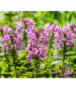 Spinnenpflanze -Elho Verkäufe 8821548 PR DE 001 CleomeSpinnenpflanzeBGALucknerMai2017